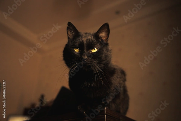 Obraz Mysterious black cat sitting on a wooden table in warm ambient light, gazing thoughtfully into the distance. Cozy indoor aesthetic.
