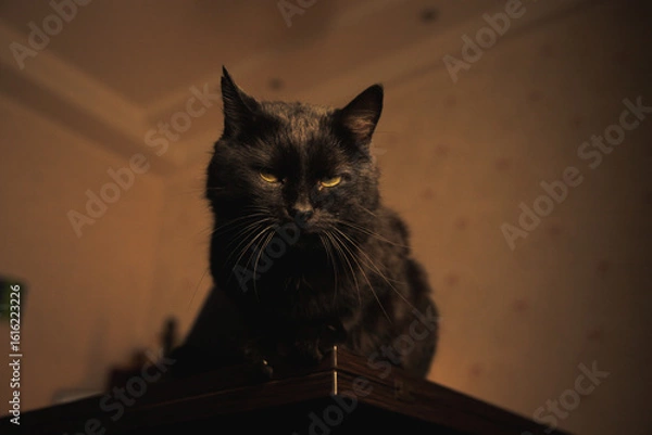 Obraz Mysterious black cat sitting on a wooden table in warm ambient light, gazing thoughtfully into the distance. Cozy indoor aesthetic.