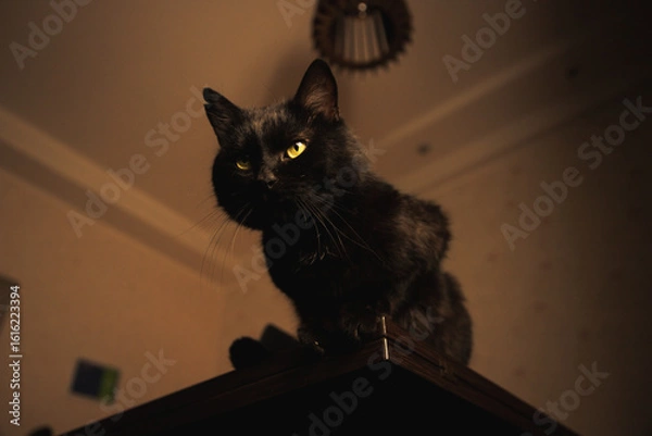 Obraz Mysterious black cat sitting on a wooden table in warm ambient light, gazing thoughtfully into the distance. Cozy indoor aesthetic.