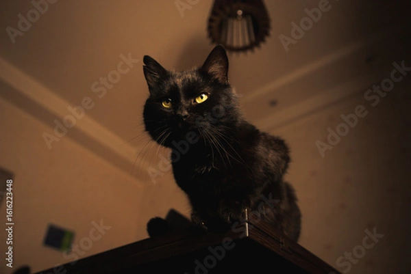 Obraz Mysterious black cat sitting on a wooden table in warm ambient light, gazing thoughtfully into the distance. Cozy indoor aesthetic.