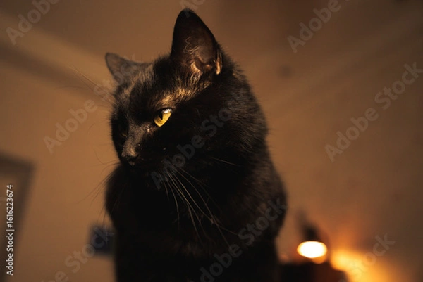 Obraz Mysterious black cat sitting on a wooden table in warm ambient light, gazing thoughtfully into the distance. Cozy indoor aesthetic.