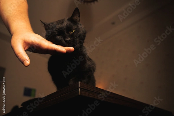 Obraz Human hand gently petting a calm black cat in warm indoor lighting. Emotional bonding moment between pet and owner.