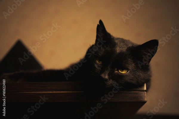 Obraz Relaxed black cat lying on a rustic wooden table under soft warm lighting. Serene indoor moment with cozy vintage vibes.