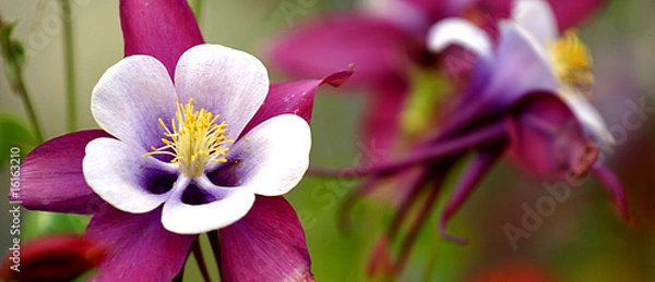 Obraz 花 Aquilegia