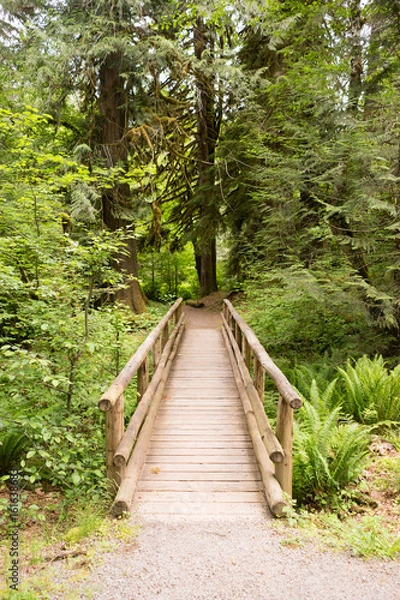 Fototapeta Wood Path Boardwalk Bridge Leads into The Forest