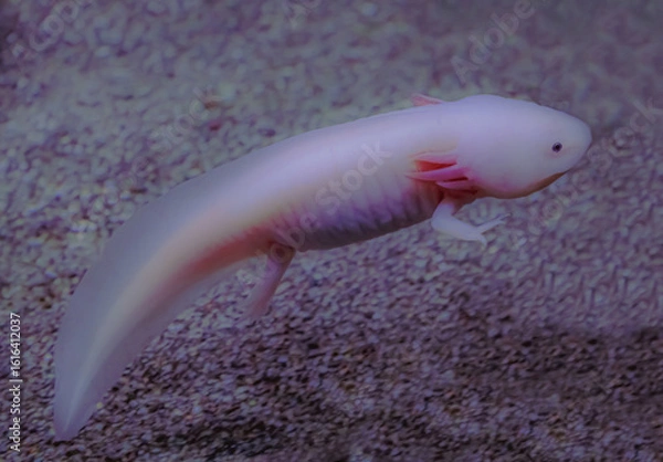 Obraz axolotl