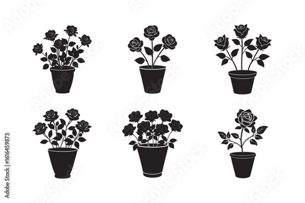 Fototapeta silhouette blooming rose flowers in a tall pot set bundle on the white background.