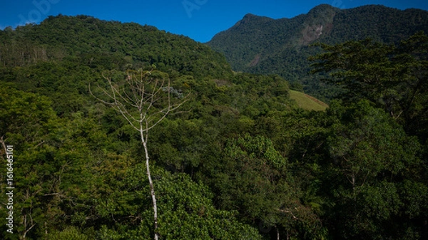 Fototapeta Aerial view of a mountainous and preserved region of the Atlantic Forest, a tropical rainforest in Rio de Janeiro, Brazil. The beauty and biodiversity are the highlights.