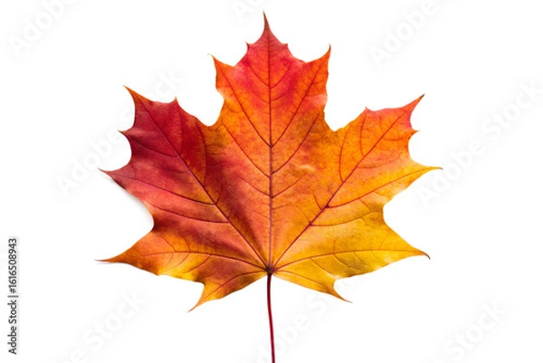 Fototapeta Autumn Maple Leaf PNG on a Transparent Background