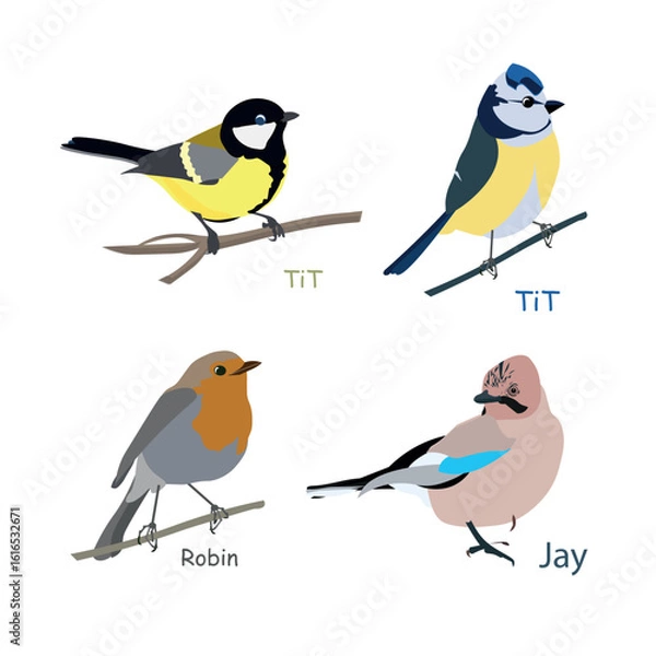 Fototapeta Great tit, blue tit, robin, European jay flat design stock vector illustration for web, for print object isolated