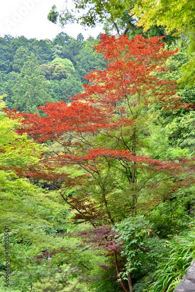 Fototapeta 善峯寺の紅葉と青紅葉