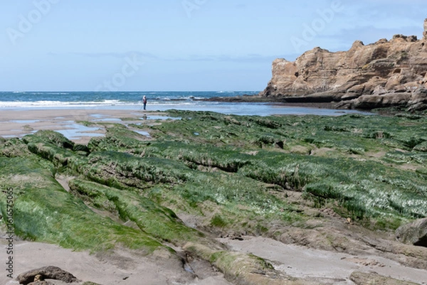 Fototapeta Low tide on the green rocks of the Pacific Ocean