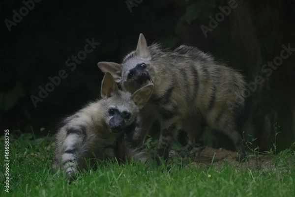 Obraz Aardwolf Maned Hyena