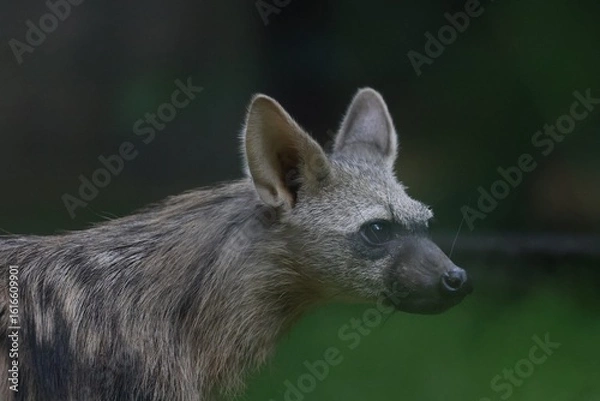Obraz Aardwolf Maned Hyena