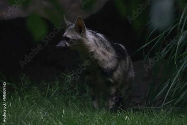 Obraz Aardwolf Maned Hyena