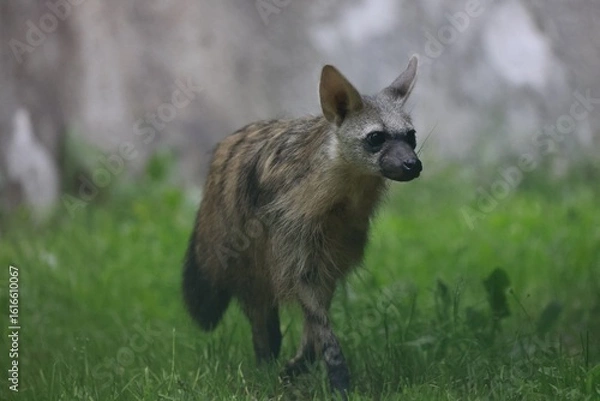 Obraz Aardwolf Maned Hyena
