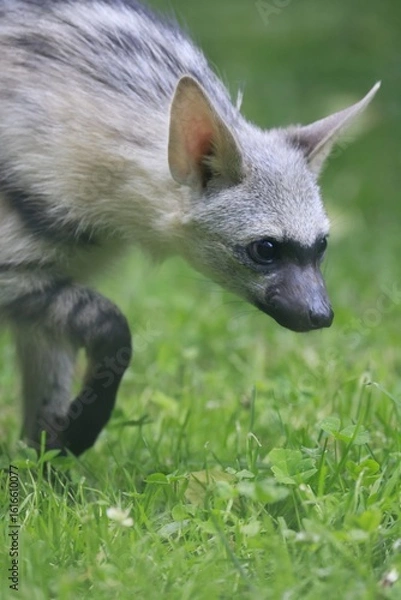 Obraz Aardwolf Maned Hyena