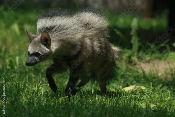 Obraz Aardwolf Maned Hyena