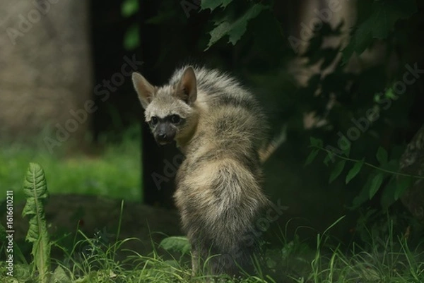 Obraz Aardwolf Maned Hyena