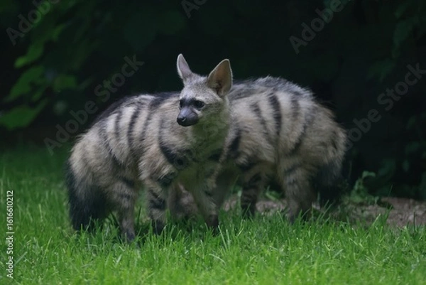 Obraz Aardwolf Maned Hyena
