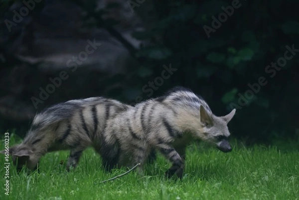 Obraz Aardwolf Maned Hyena