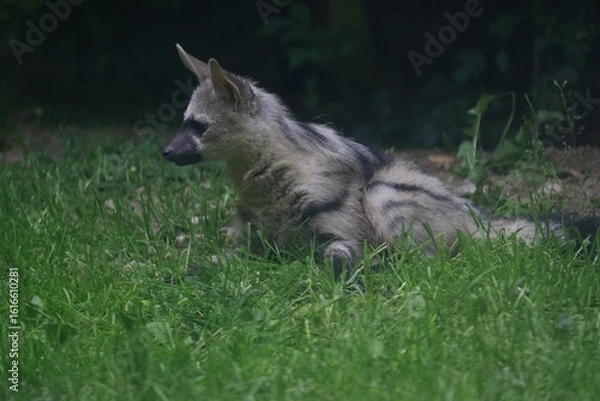 Obraz Aardwolf Maned Hyena