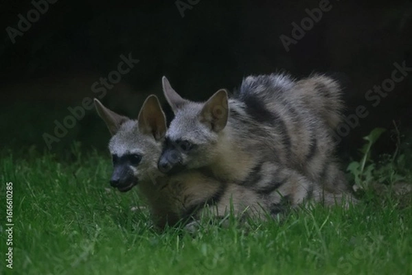 Obraz Aardwolf Maned Hyena