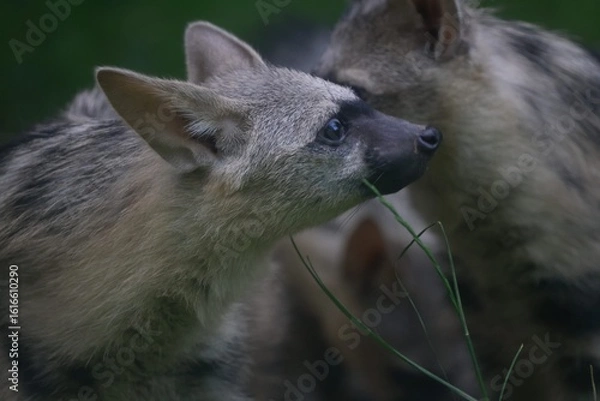 Obraz Aardwolf Maned Hyena
