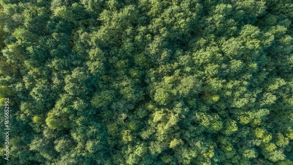 Fototapeta Lush green forest with trees of various sizesLush green forest with trees of different sizes aerial view from drone as background. Concept of calm
