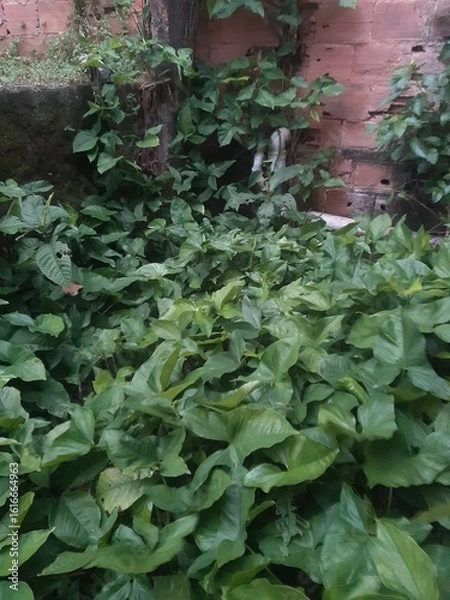 Fototapeta green leaves background