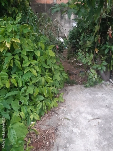 Fototapeta path in the garden