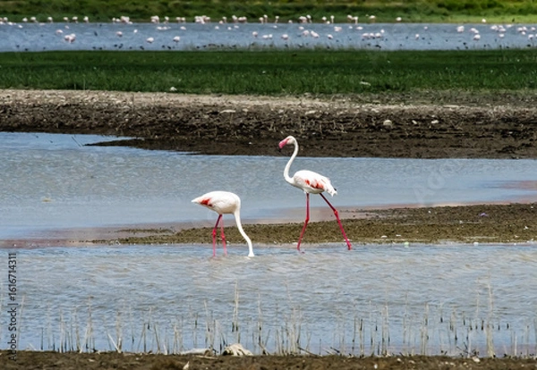 Fototapeta A serene flock of greater flamingos wading and socializing in shallow wetlands on a sunny day, showcasing the beauty of bird migration and nature's peaceful rhythm in high resolution.