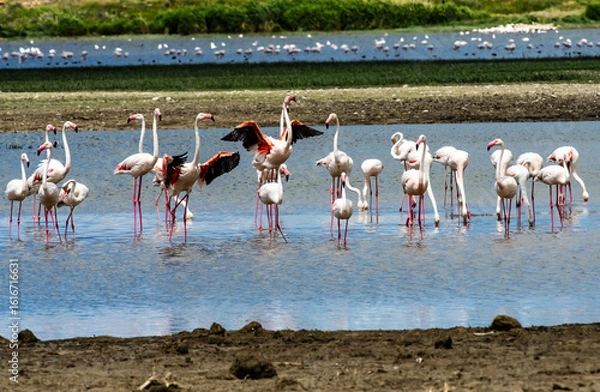 Fototapeta A serene flock of greater flamingos wading and socializing in shallow wetlands on a sunny day, showcasing the beauty of bird migration and nature's peaceful rhythm in high resolution.