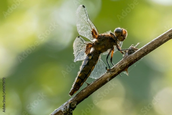 Fototapeta Dragonfly