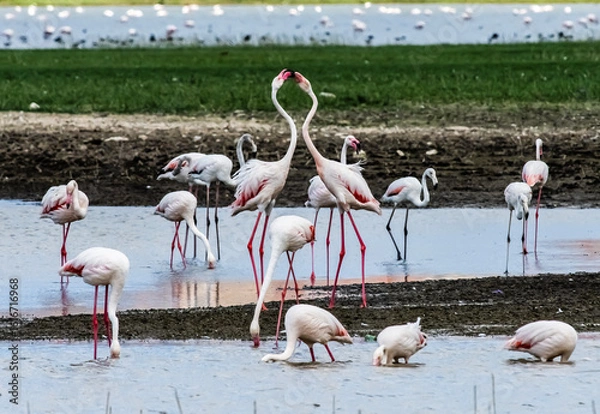 Fototapeta A serene flock of greater flamingos wading and socializing in shallow wetlands on a sunny day, showcasing the beauty of bird migration and nature's peaceful rhythm in high resolution.