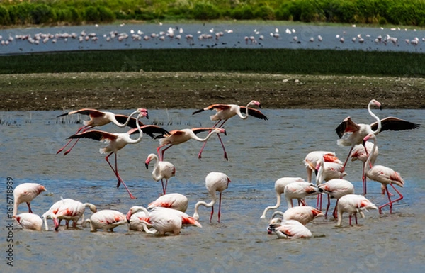 Fototapeta A serene flock of greater flamingos wading and socializing in shallow wetlands on a sunny day, showcasing the beauty of bird migration and nature's peaceful rhythm in high resolution.