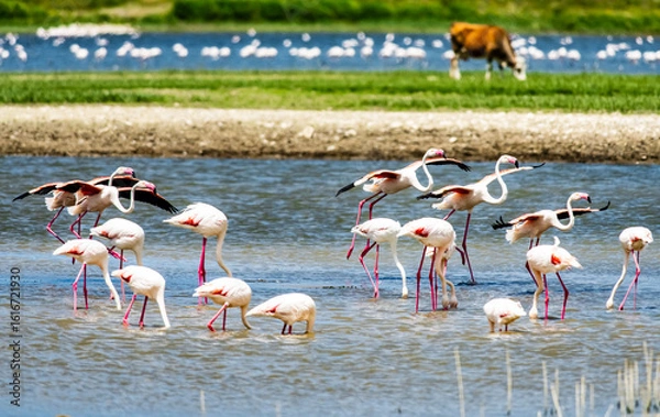 Fototapeta A serene flock of greater flamingos wading and socializing in shallow wetlands on a sunny day, showcasing the beauty of bird migration and nature's peaceful rhythm in high resolution.