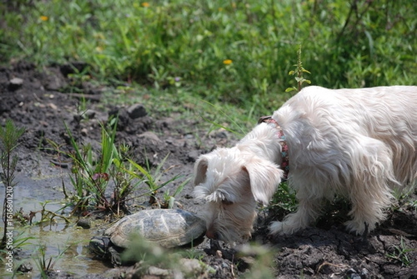 Obraz dog and turtle in the grass