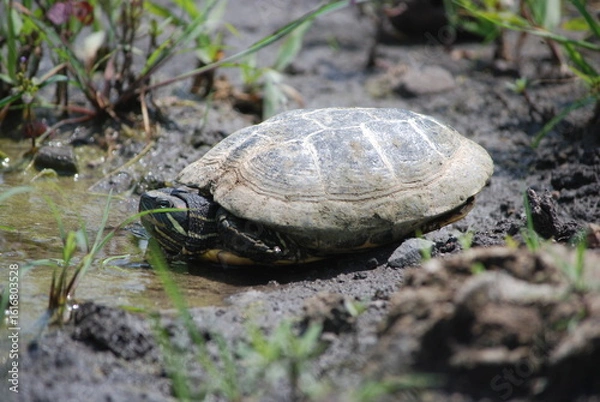 Obraz turtle on the ground