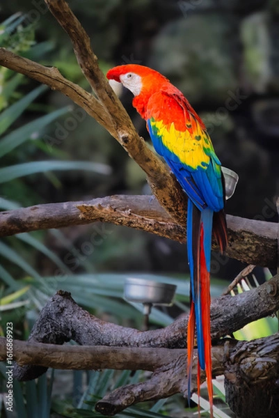 Obraz A colorful parrot is perched on a branch