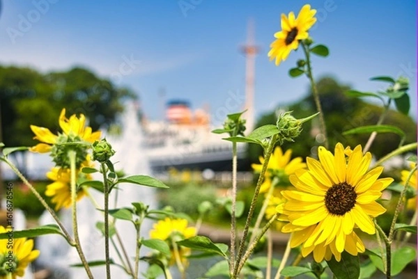 Fototapeta 山下公園のひまわり