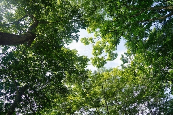 Fototapeta 森の空