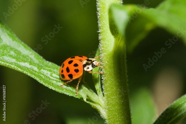 Obraz Asian Ladybug Beetle (Harmonia axyridis)