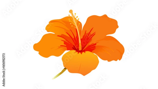 Fototapeta orange flower 