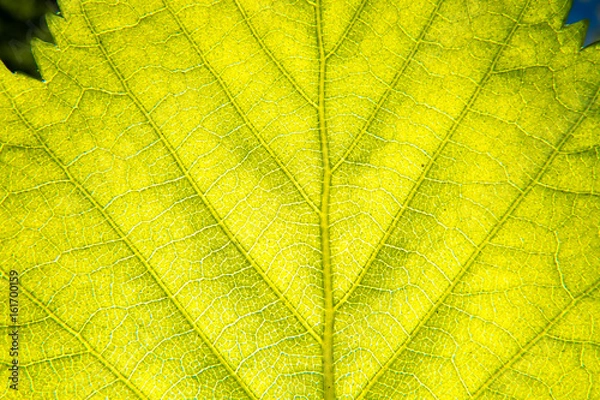 Fototapeta Macro of a green leaf texture with the sunlight behind it.