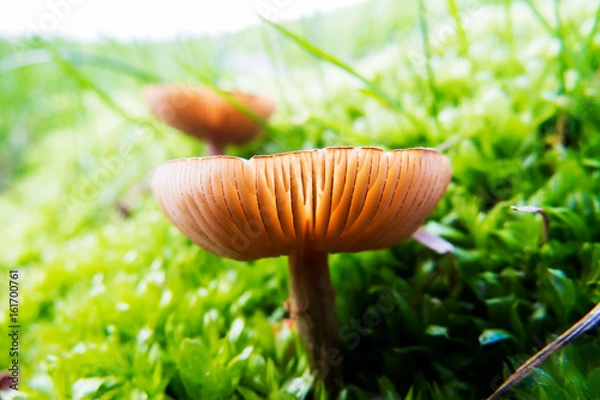 Obraz Vibrant Mushrooms in the grass during a bright spring day in Quebec, Canada.
