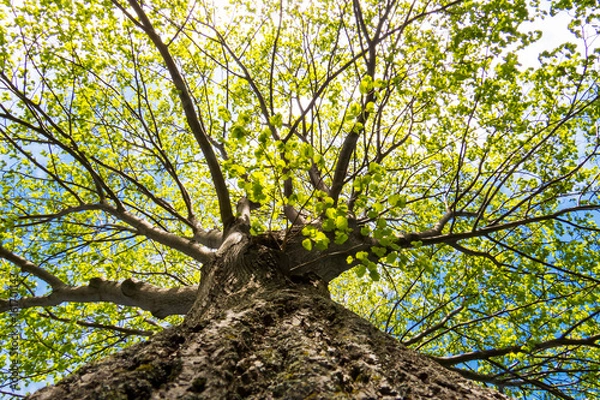 Obraz Vibrant spring trees with green leaves from below. Quebec, Canada.