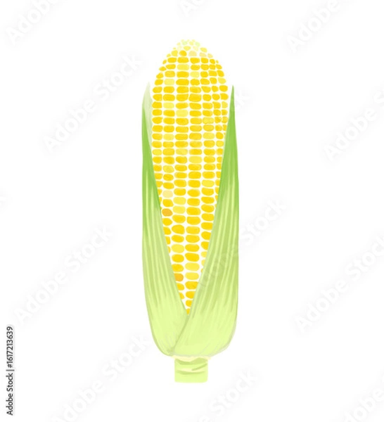 Fototapeta 水彩風白い背景の皮つきとうもろこし