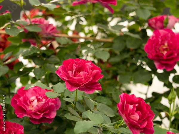 Fototapeta バラ園