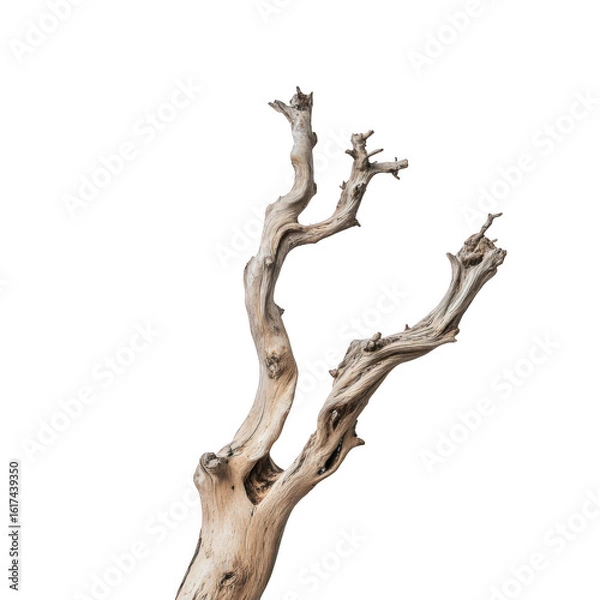 Fototapeta Gnarly wood branch isolated on transparent background